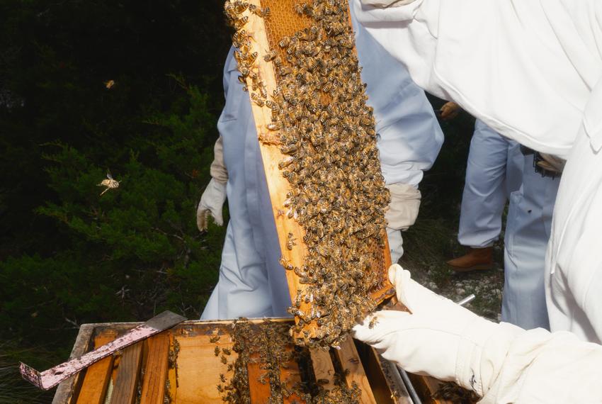 A student learns how to inspect a hive of bees at Entomolgist Molly Keckâs house during a bee keeping class in Boerne on Friday, May 10, 2024